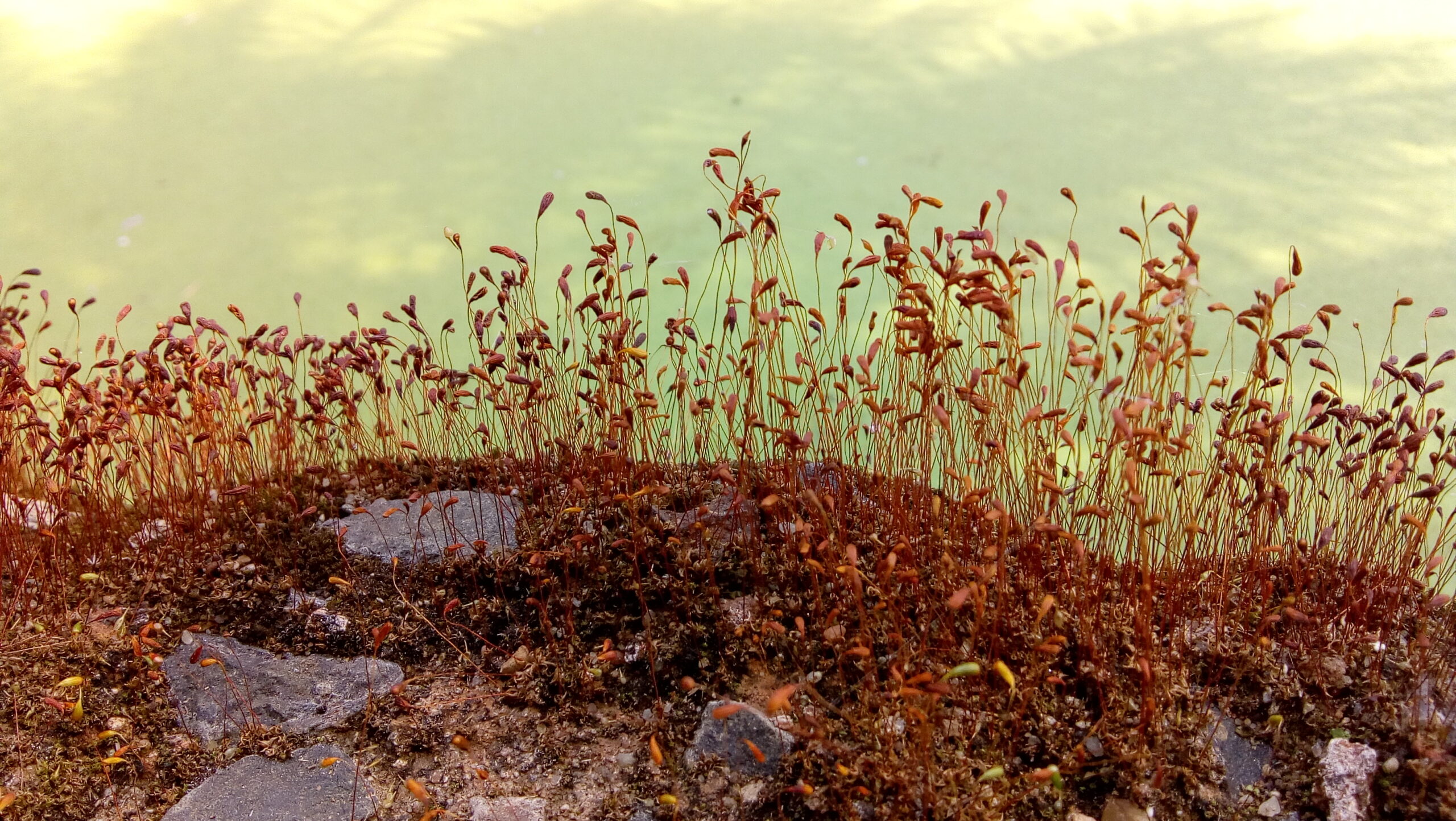 Moss