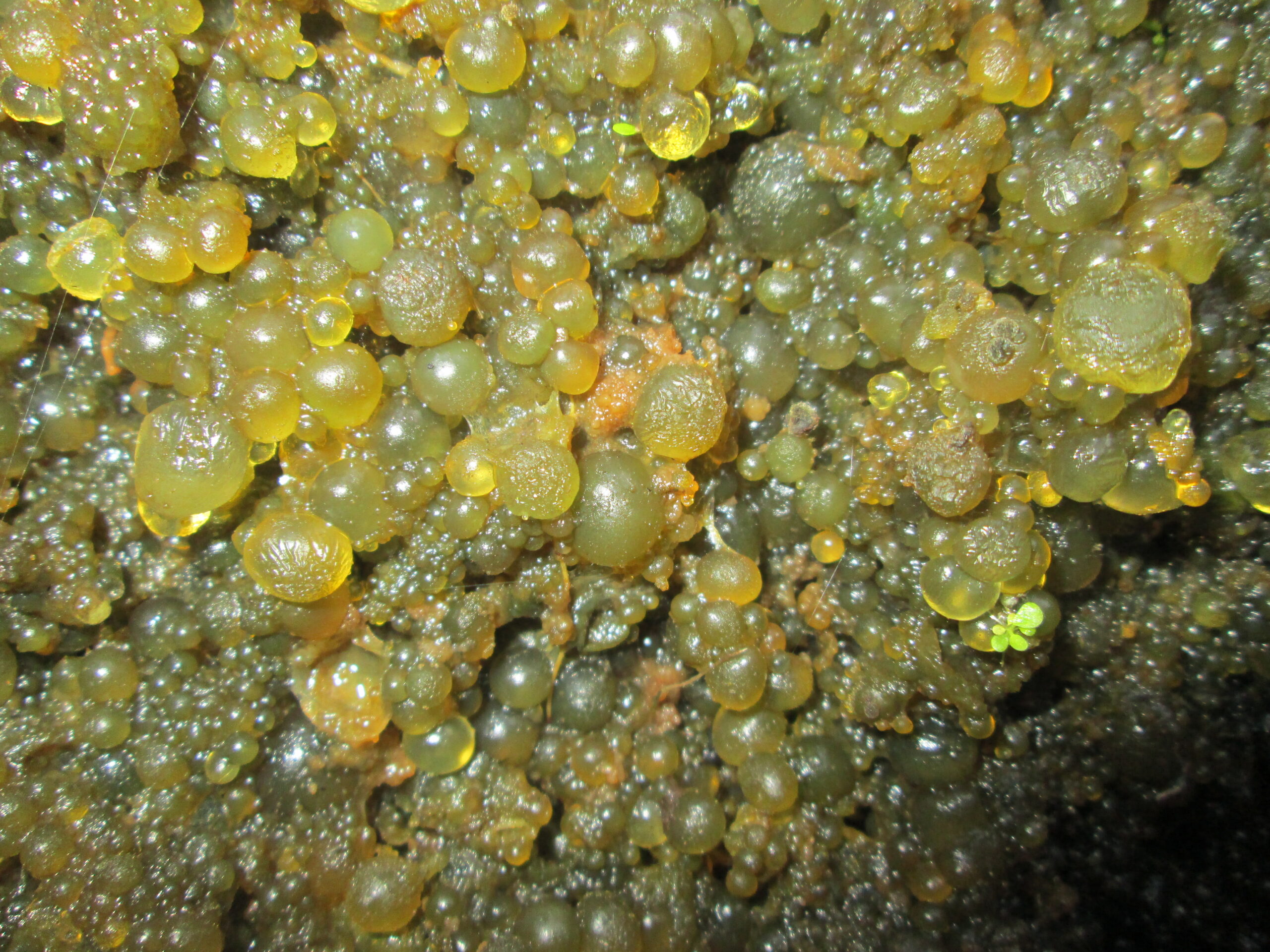 Nostoc ball