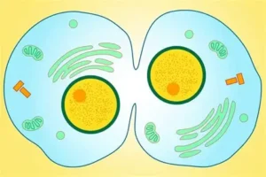 Cell division