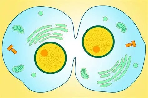 Cell division