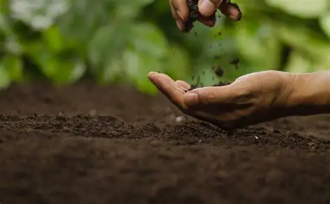 Soil importance