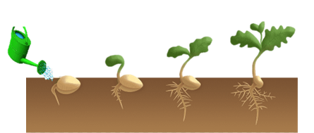 Plant interaction