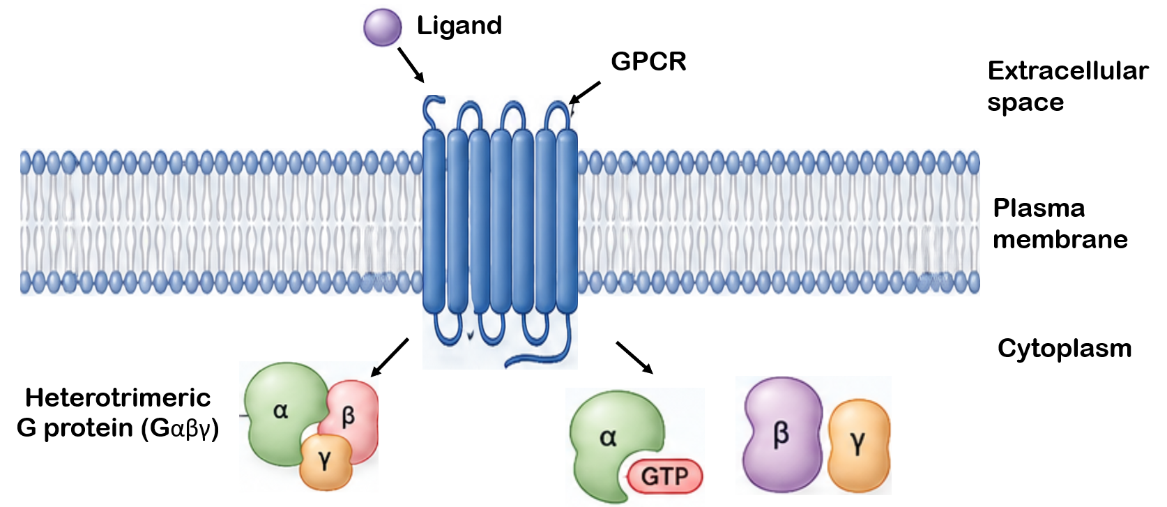 GPCR