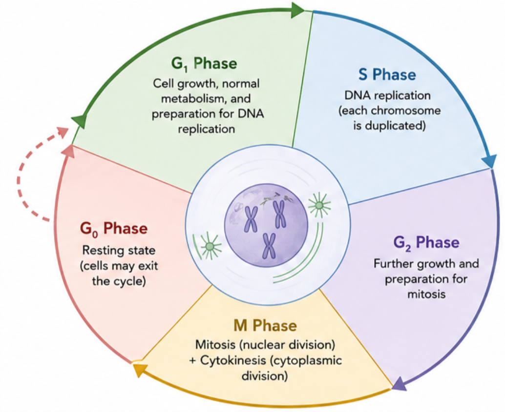 Cell cycle